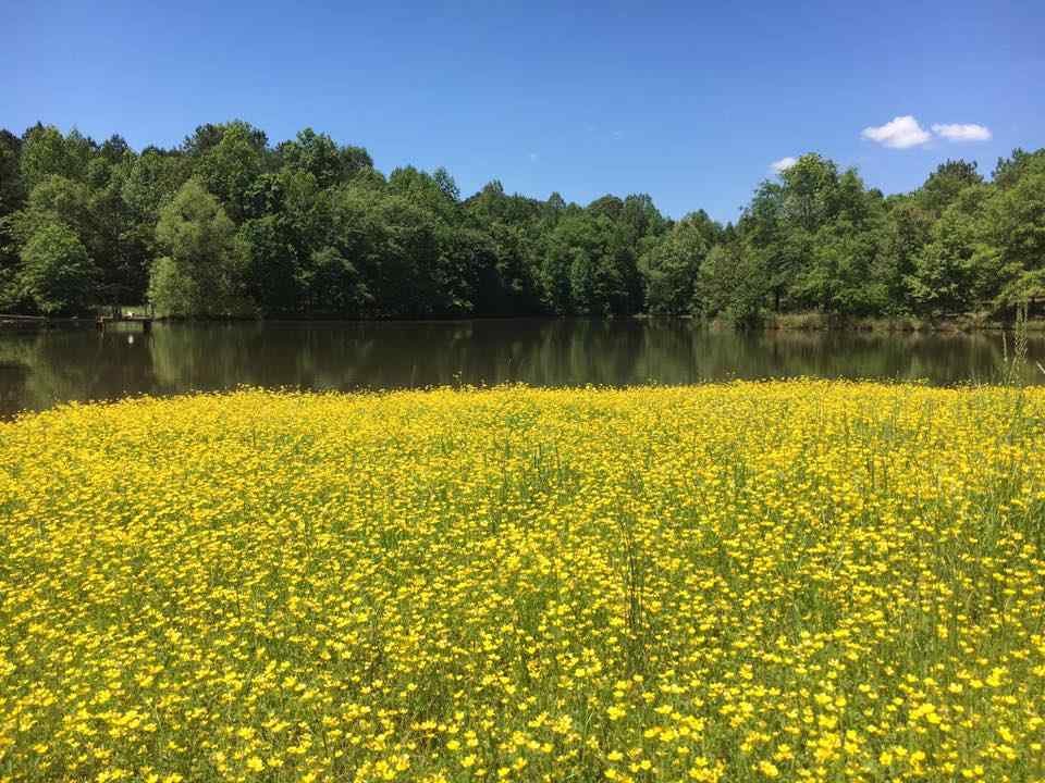 29388680_2037296299872757_848295430105071616_n